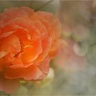 ~Sommer°Rose~