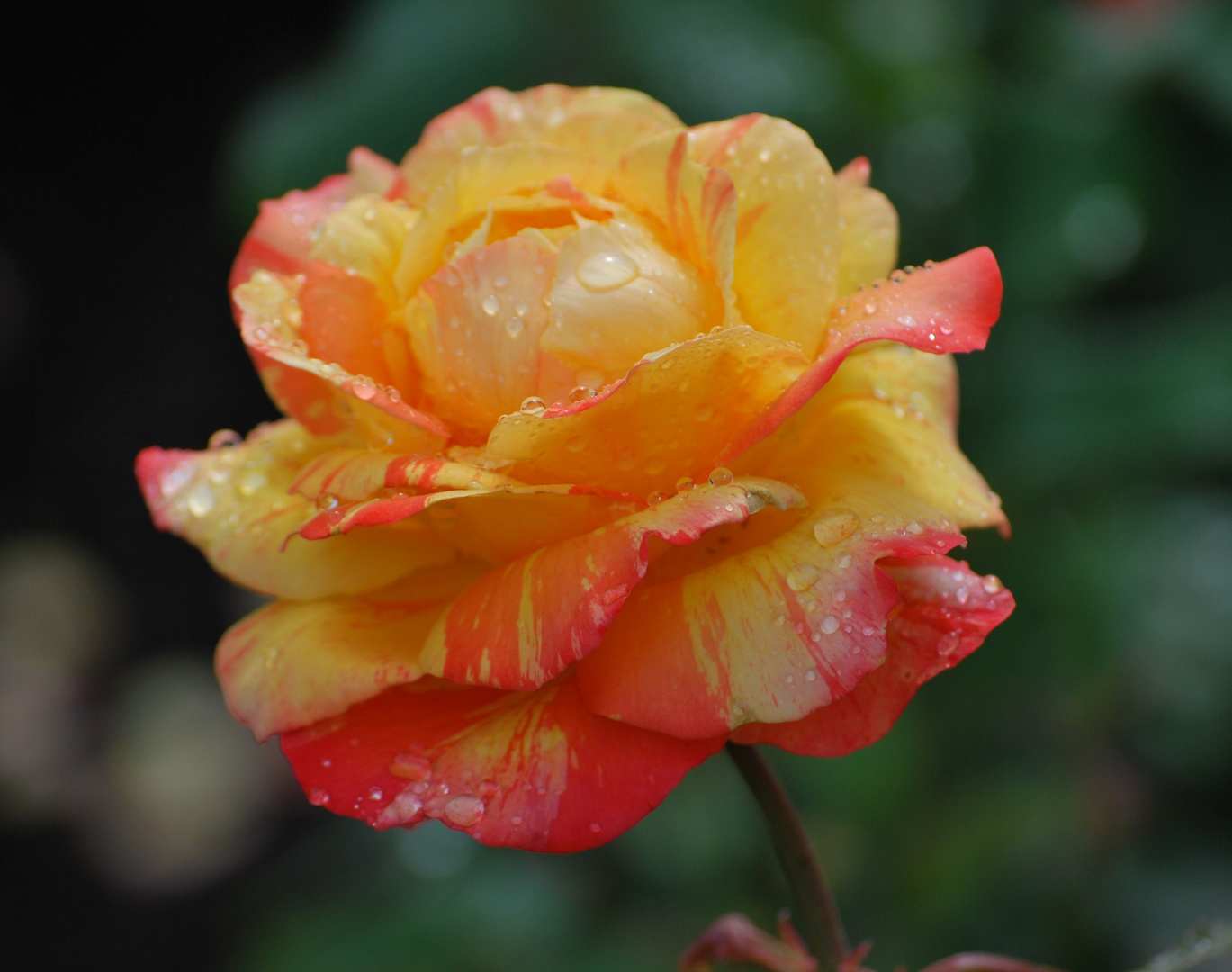 Sommerrose 2009