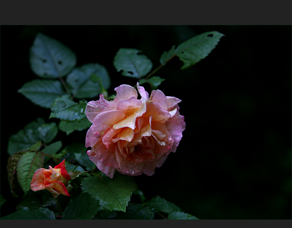 Sommerrose 2011