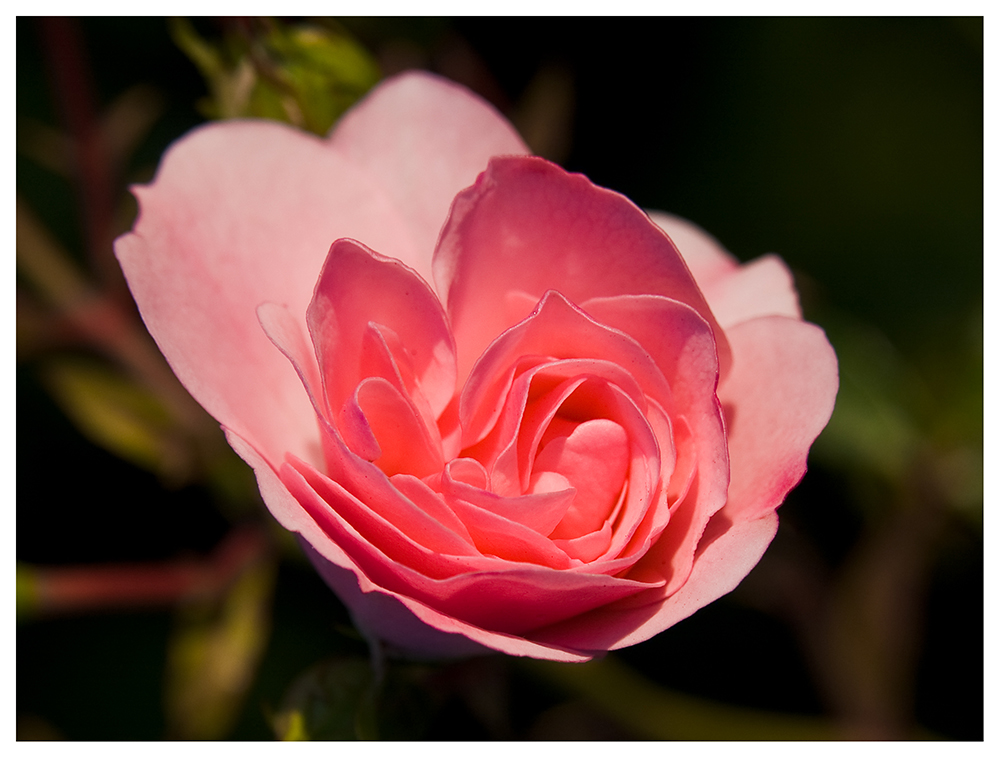 Sommerrose