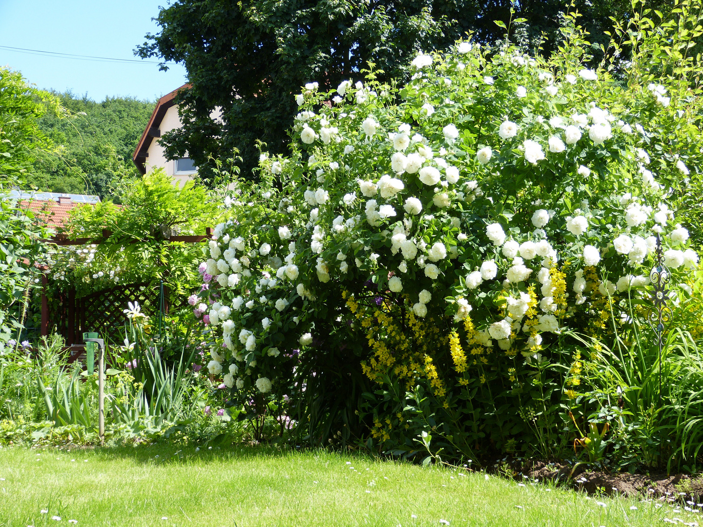 Sommerrosen