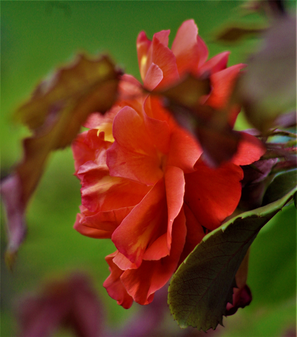 Sommerrosen im Jui