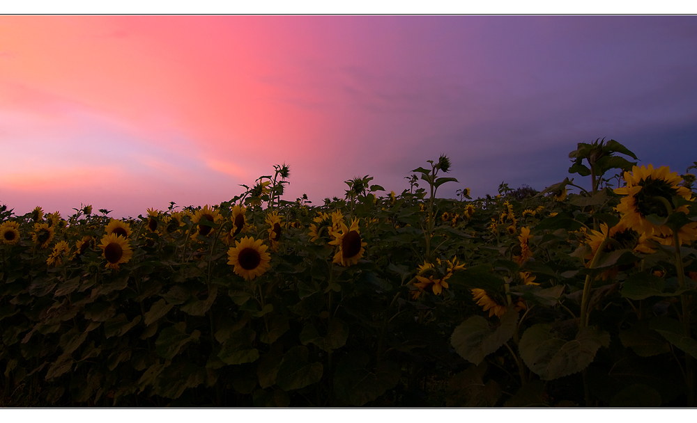 Sommersachen [13] - endlich Sonnenblumen