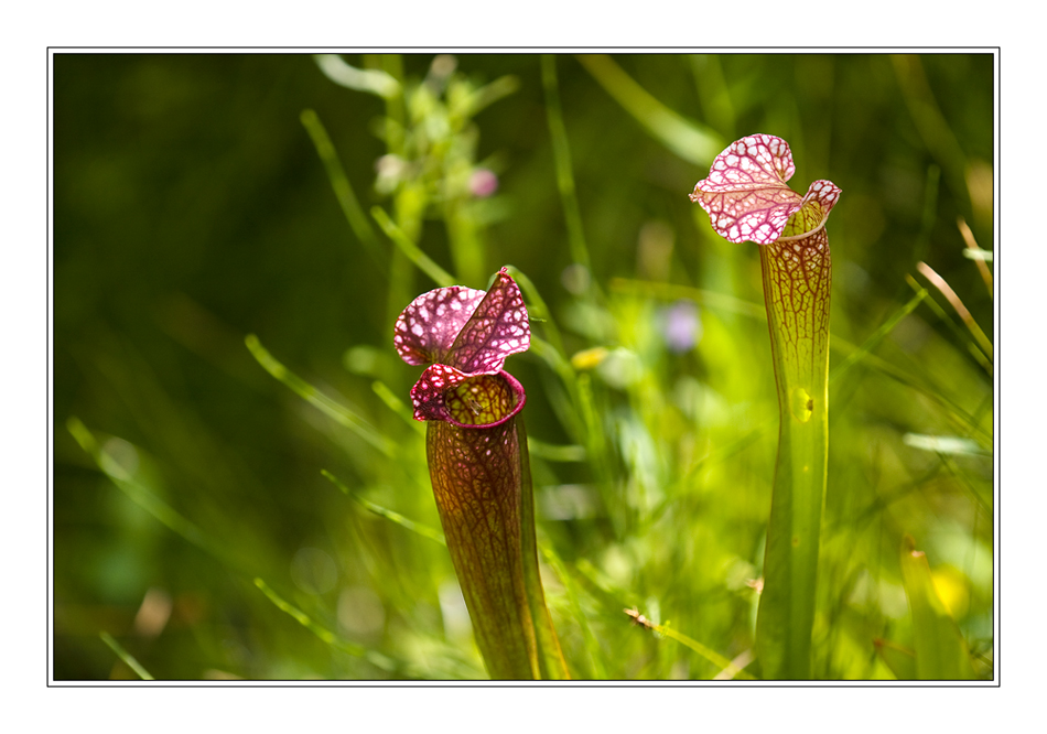 Sommersachen [2] Carnivoren