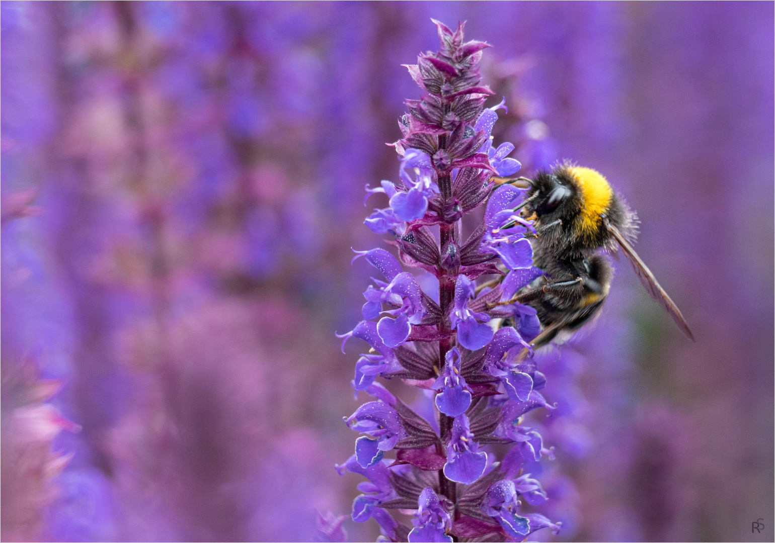 Sommersalbei mit Hummel