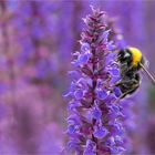 Sommersalbei mit Hummel