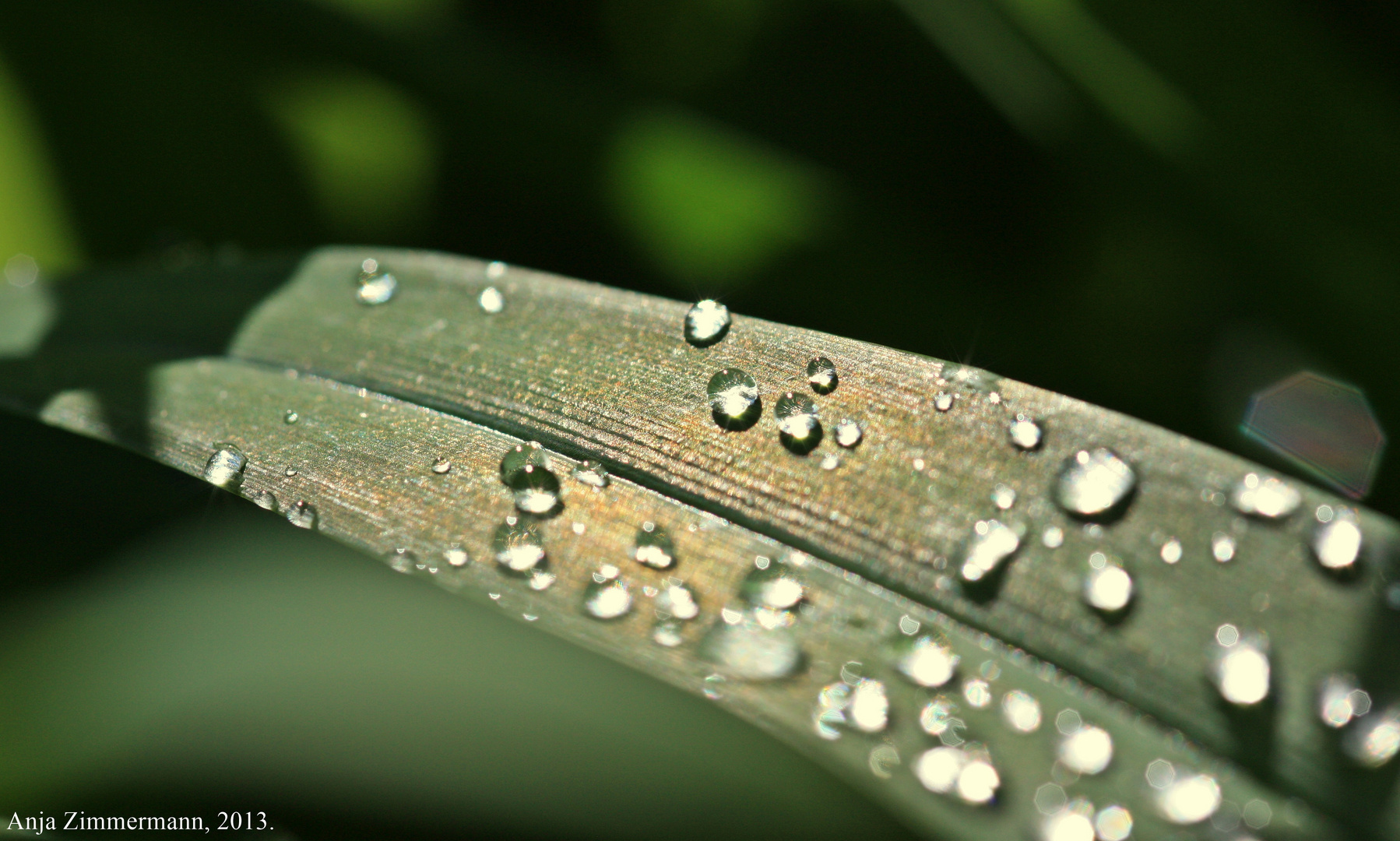 Sommerschimmer nach dem Regen