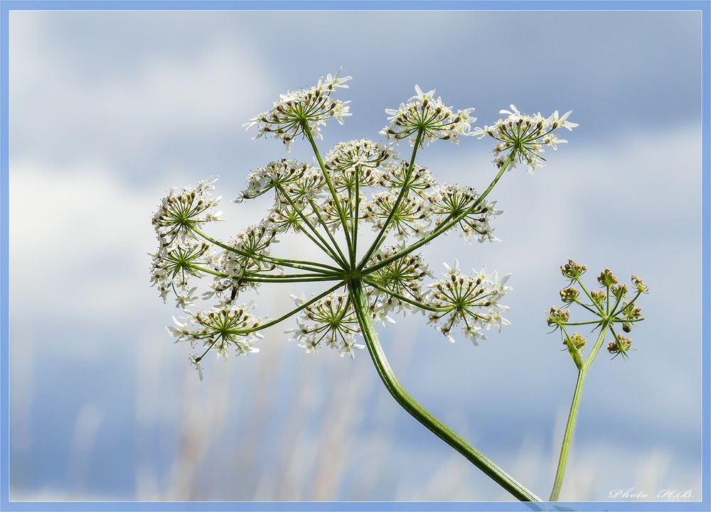 Sommerschirmchen ~~~ Wilde Möhre