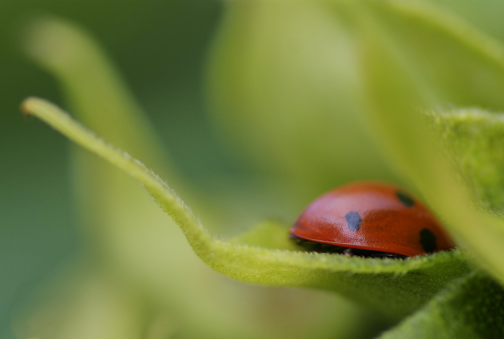 Sommerschlaf...