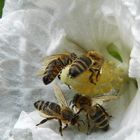 "Sommerschluß - Naschen an der Pollenbar"