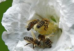 "Sommerschluß - Naschen an der Pollenbar"