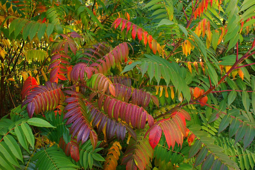 Sommerschlußfarbverläufe