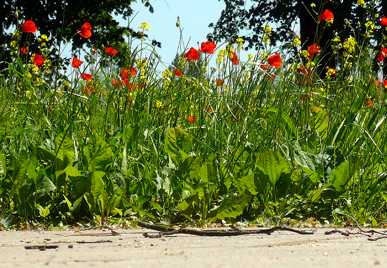 Sommerschnappschuß