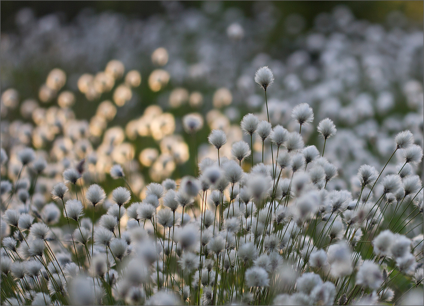 Sommerschnee