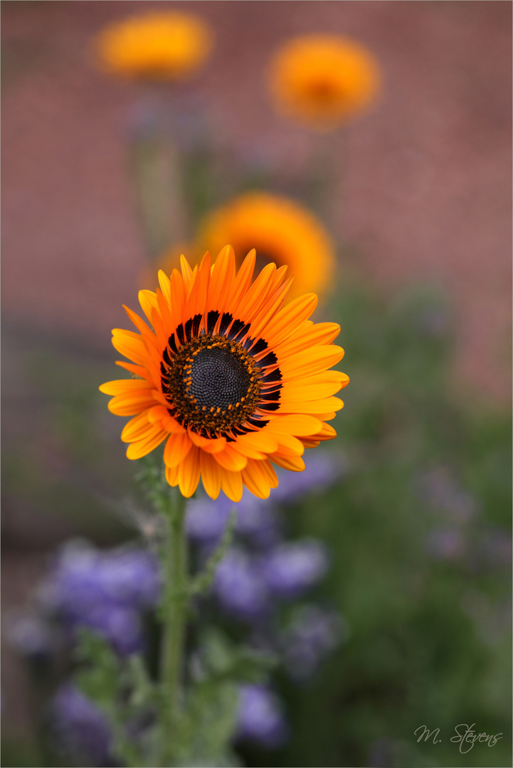 Sommerschönheit