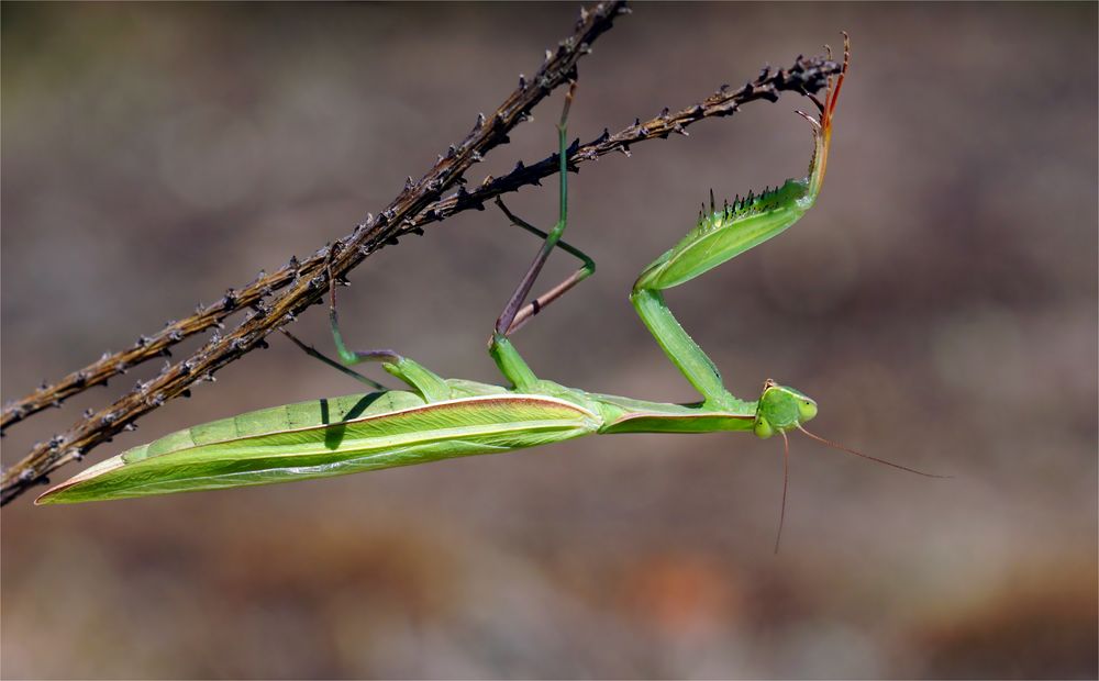 Sommerschönheit - Gottesanbeterin - Mantis religiosa 