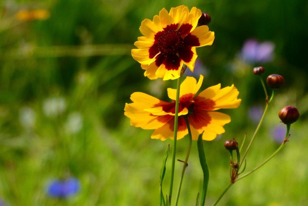 SOMMERSCHÖNHEITEN