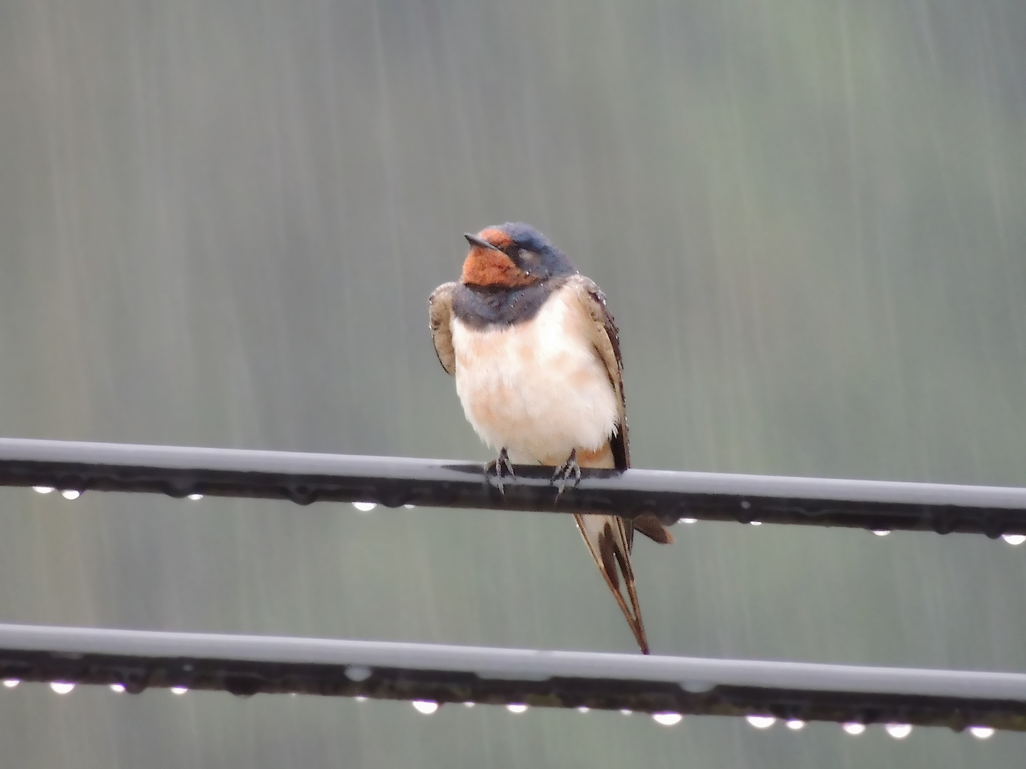 Sommerschwalbe im Regen