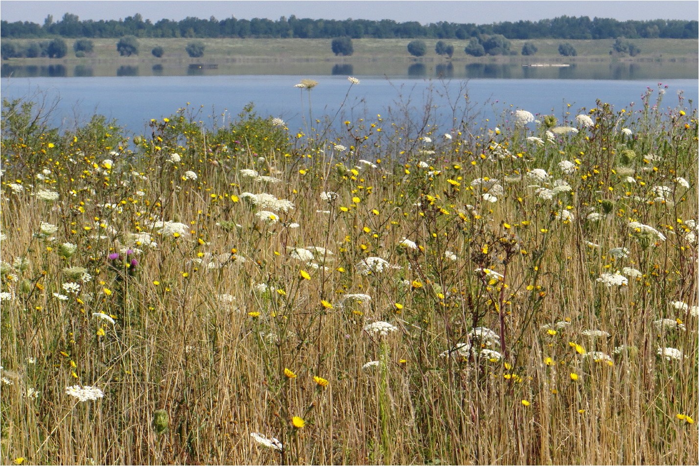 Sommerseewiese