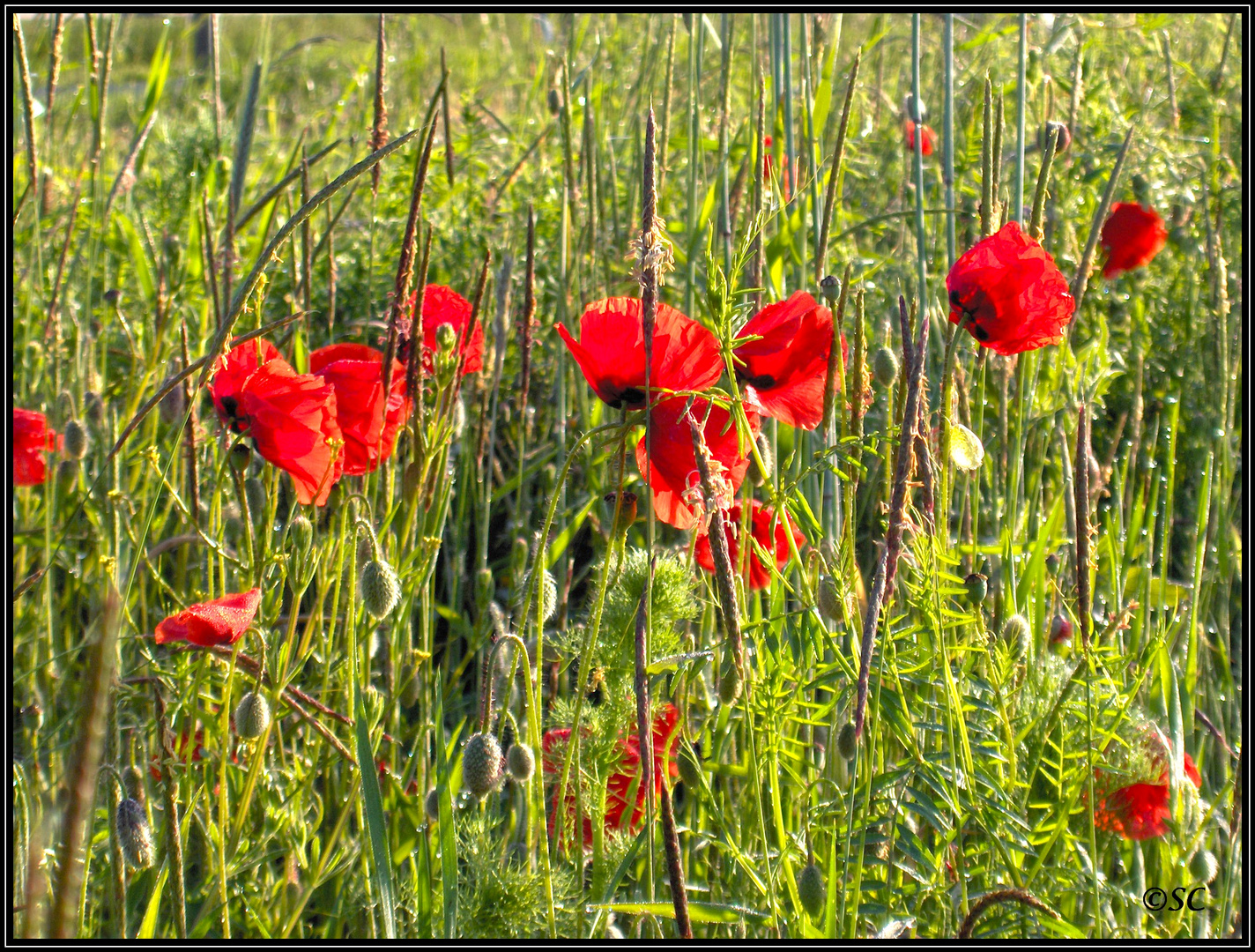 Sommersehnsucht