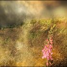 SommerSehnsucht...