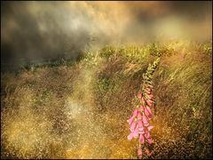 SommerSehnsucht...
