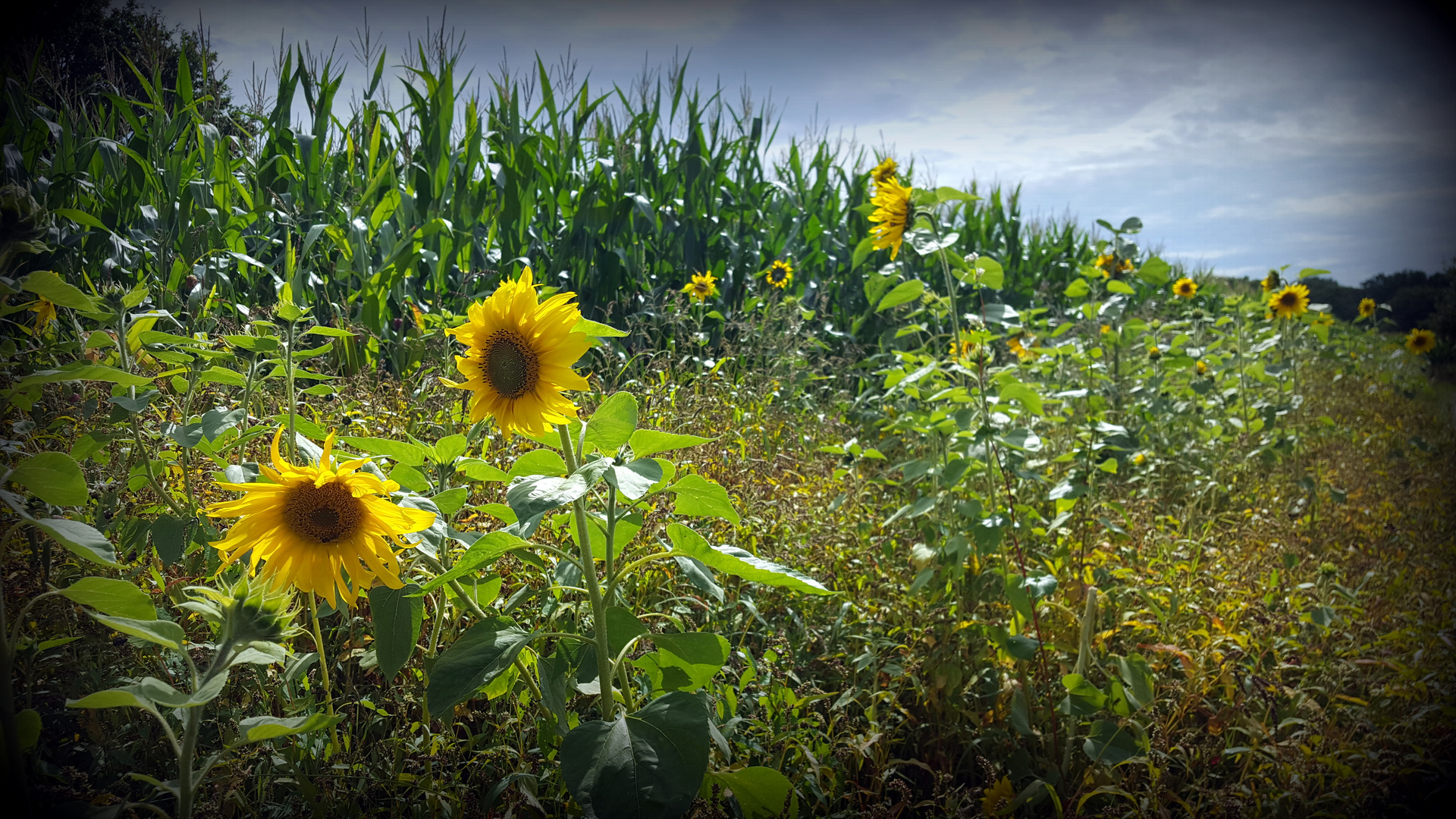 Sommersehnsucht