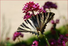 Sommersehnsucht # Añoranzas de verano