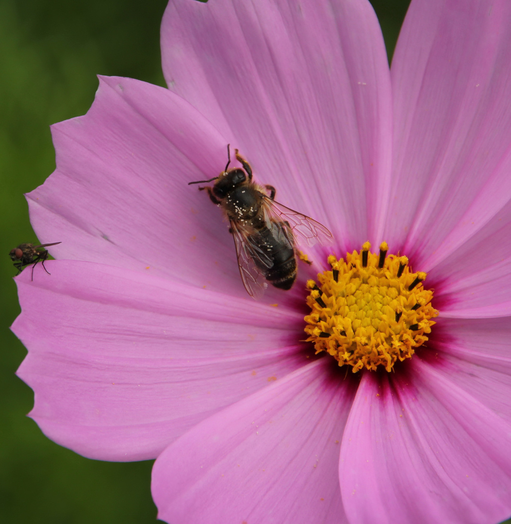 sommersehnsucht die Zweite - nach "Beschneidung"