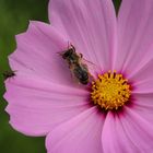 sommersehnsucht die Zweite - nach "Beschneidung"