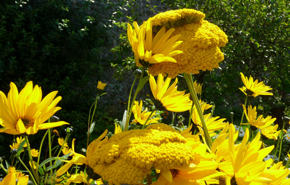 Sommersinfonie in Gelb-Dur