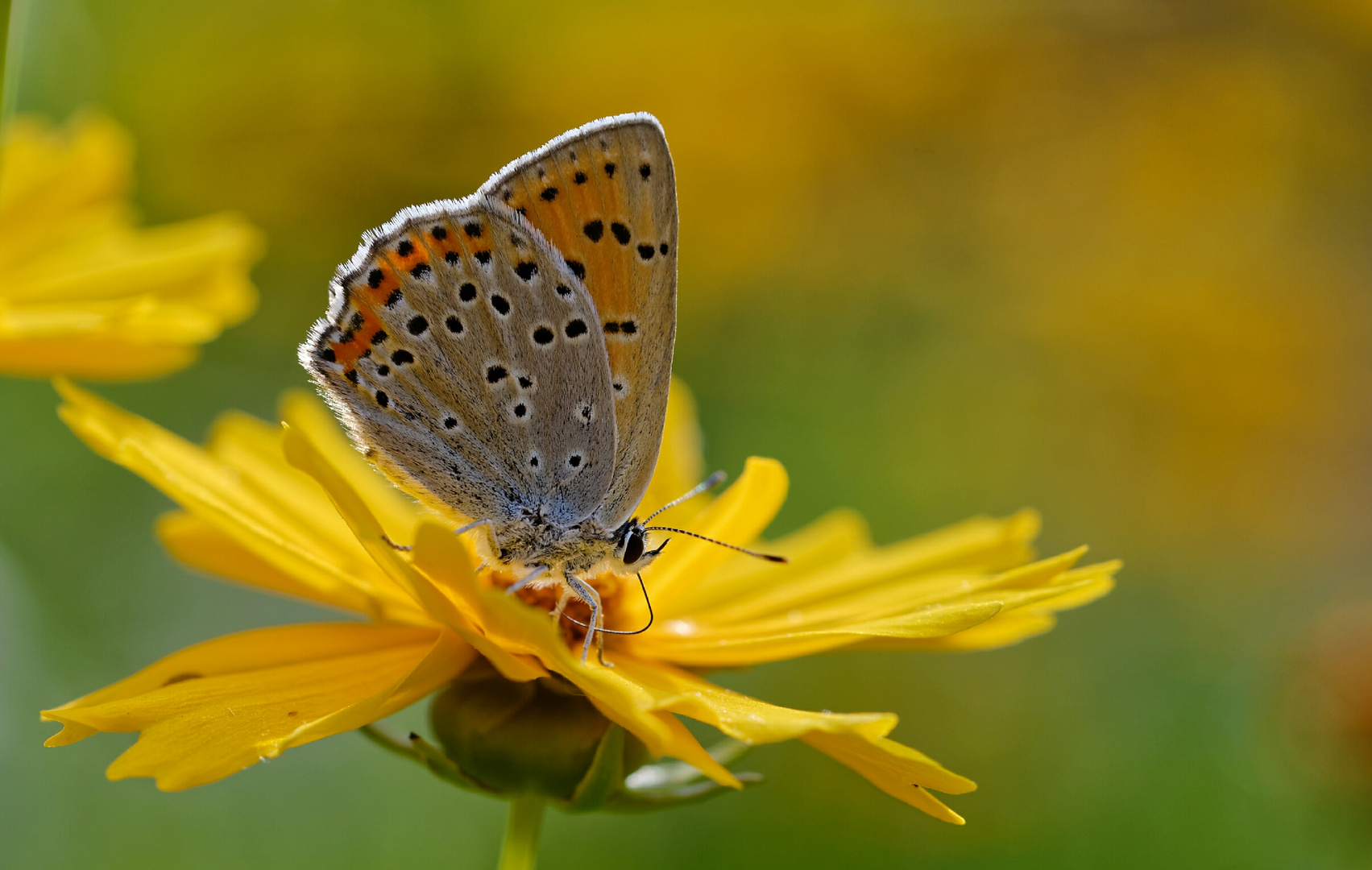 Sommersitz