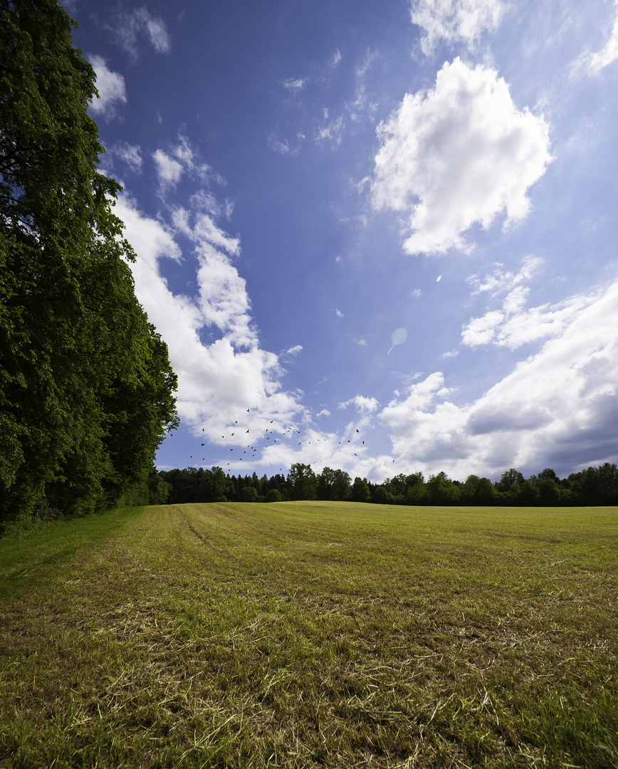 Sommersonne Foto & Bild | landschaft, Äcker, felder & wiesen, schweiz ...
