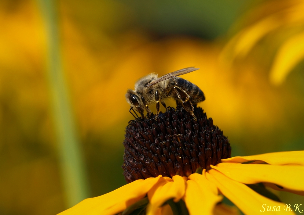 Sommersonne