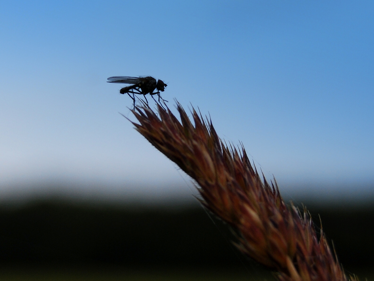 Sommersonne am Abend