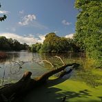 Sommersonne am Teich