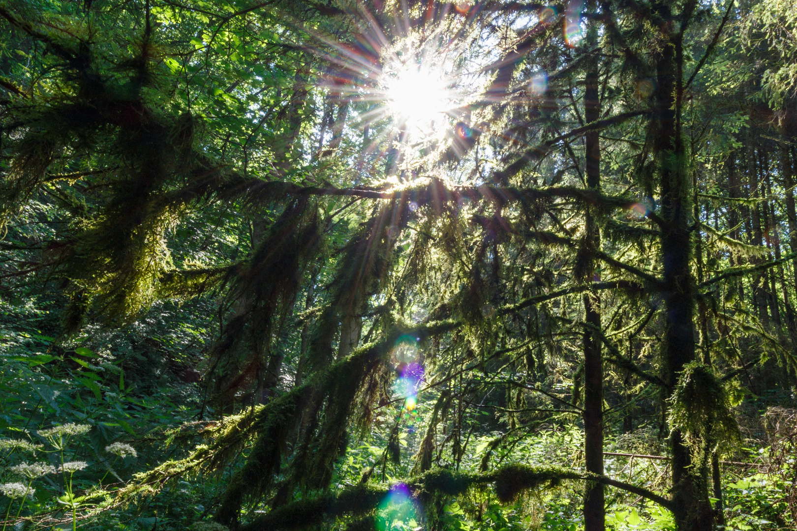 Sommersonne im Wald