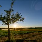 Sommersonne in den Böckinger Feldern