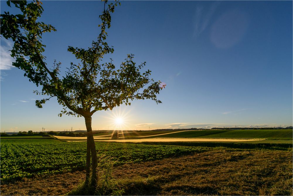 Sommersonne in den Böckinger Feldern