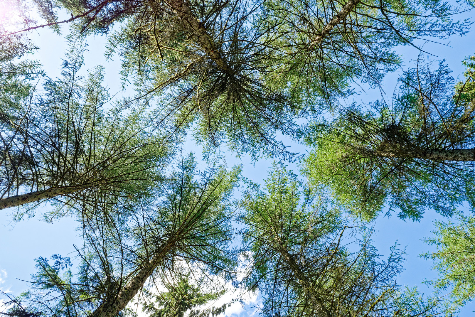 Sommersonne in den Lärchenkronen