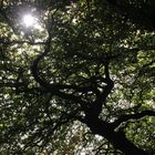 sommersonne in den süntelbuchen