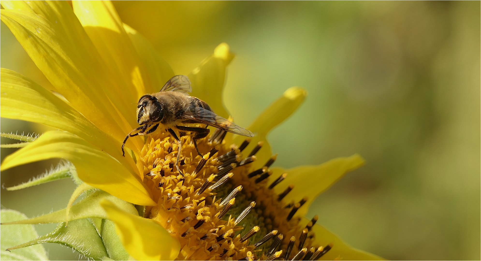 Sommer.Sonne.Biene auf Sonnenblume