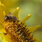 Sommer.Sonne.Biene auf Sonnenblume