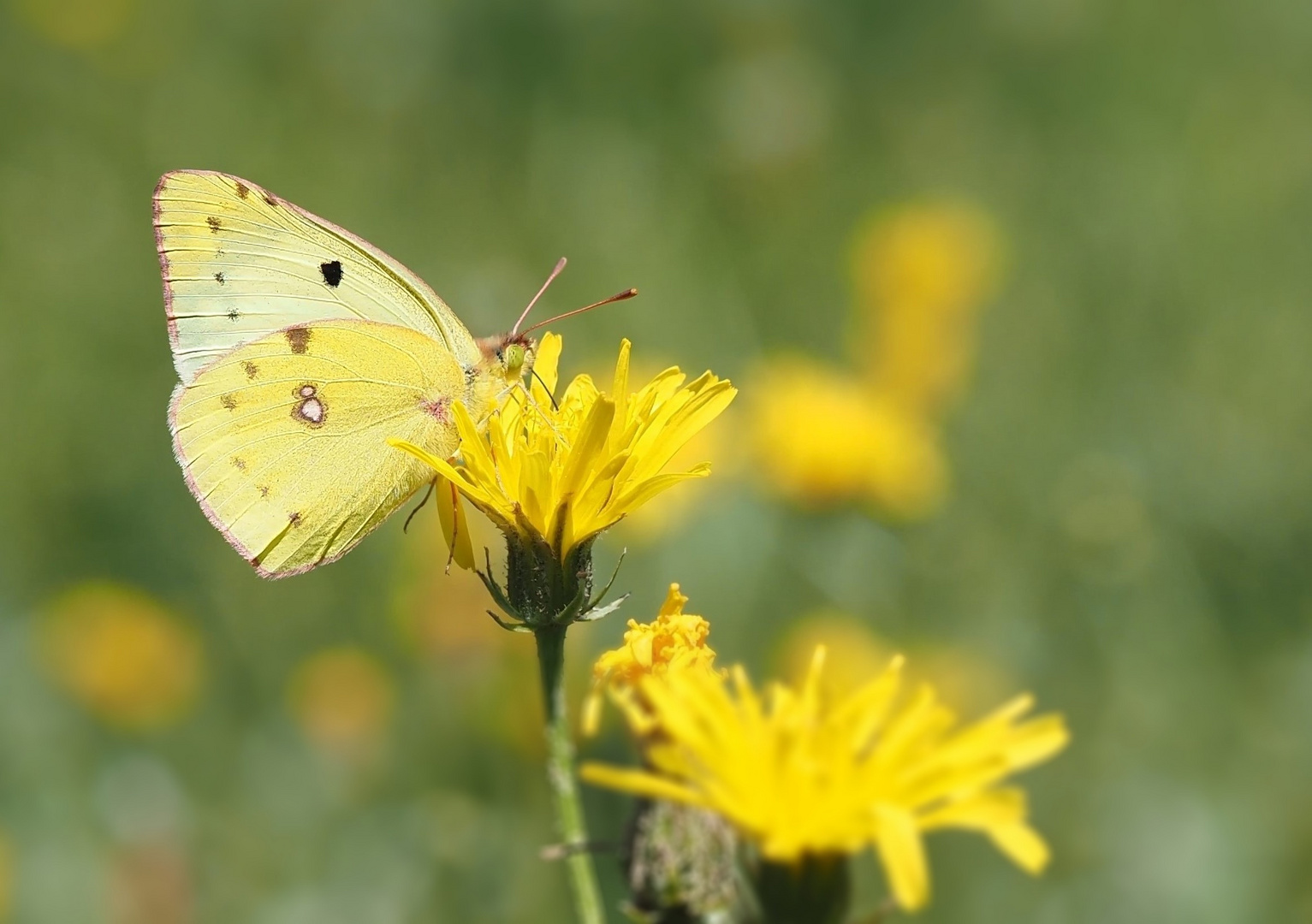 Sommer.Sonne.Gelb