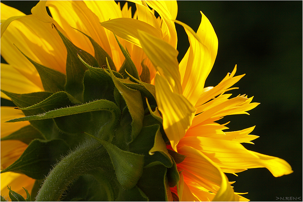 Sommersonnenabendlichtssonnenblumenstrahlen