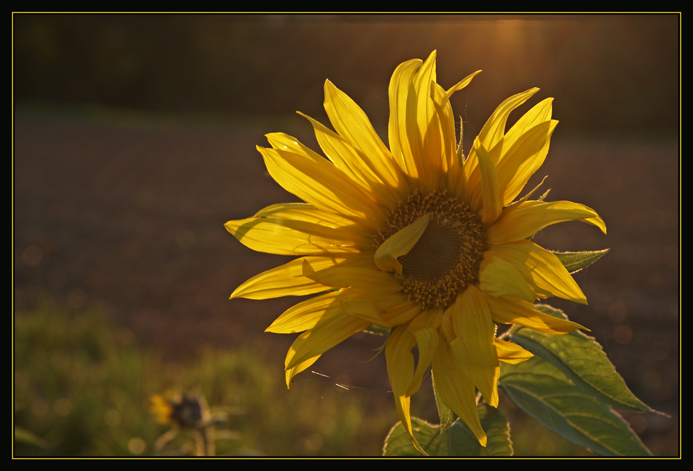 Sommersonnenabschied