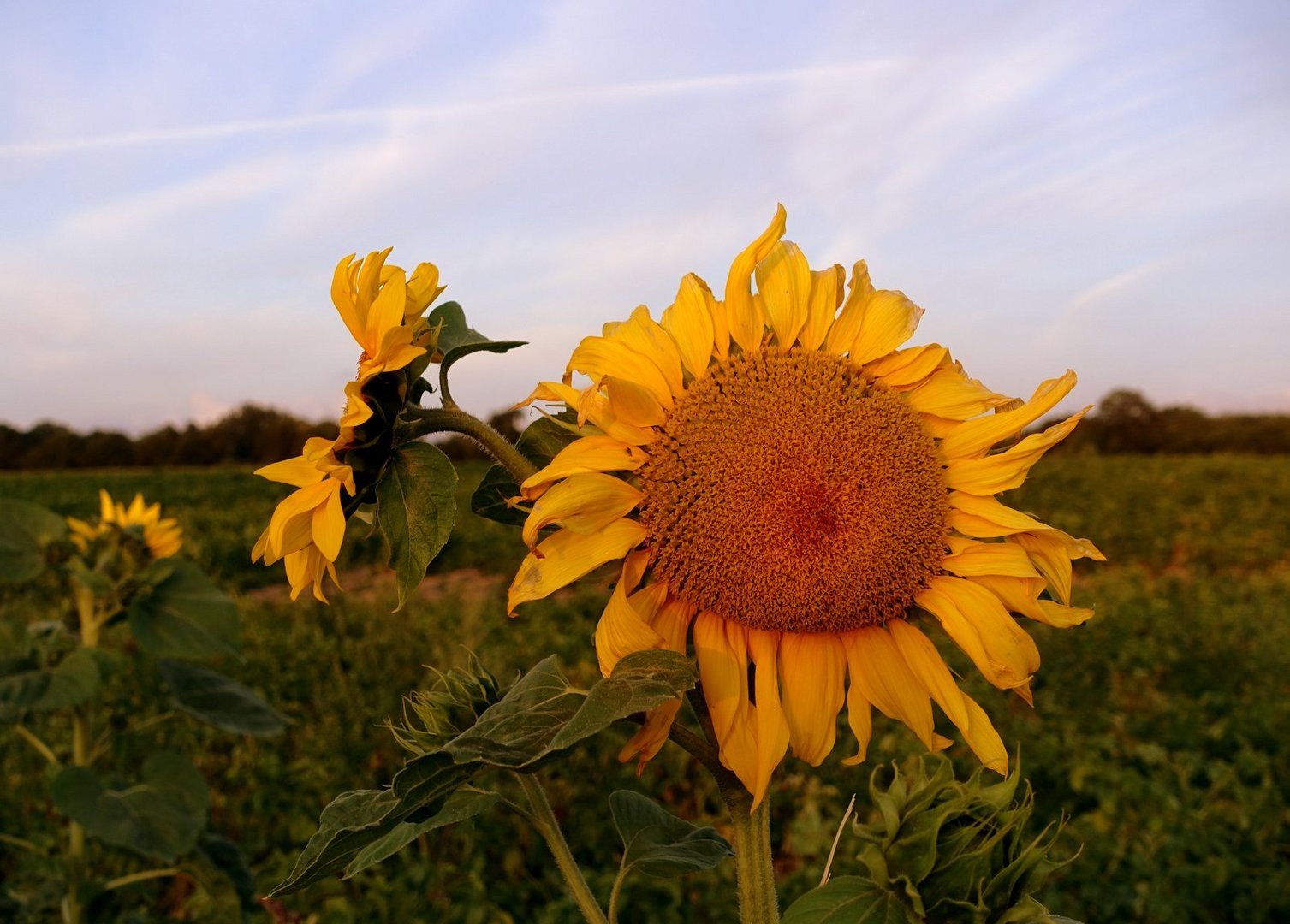 SommerSonnenBlume