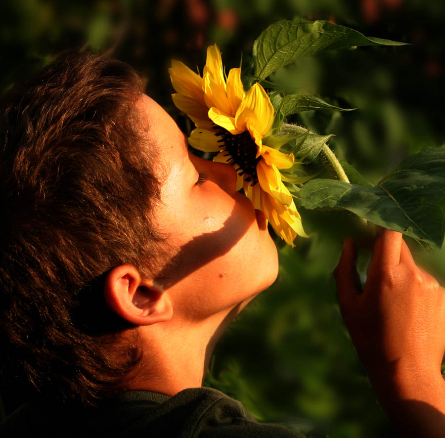 Sommersonnenblume