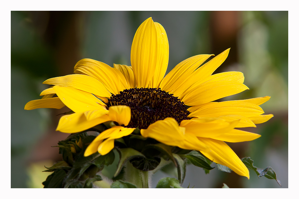 Sommersonnenblume von Penny Deckel 