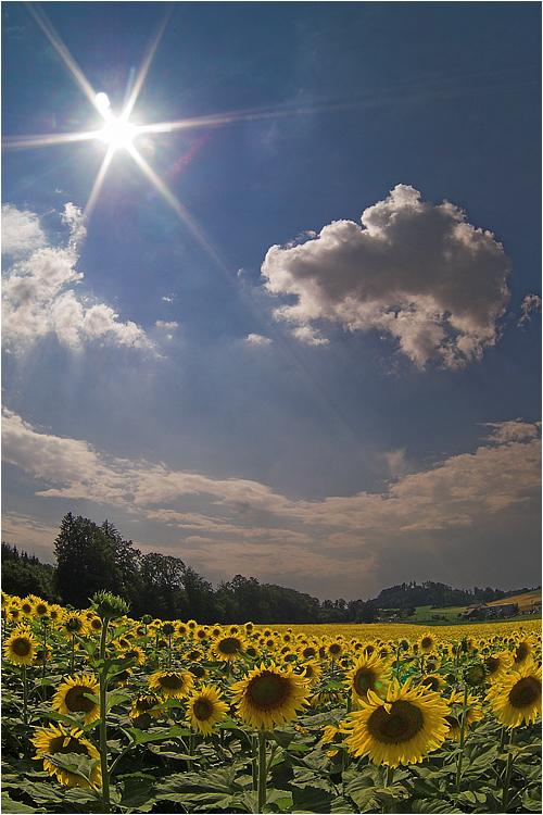 Sommersonnenblumen II